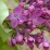 Syringa x 'Declaration'.jpg